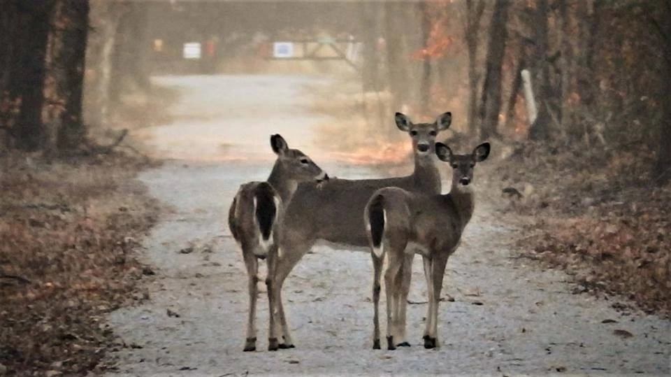 Deer on Trail
